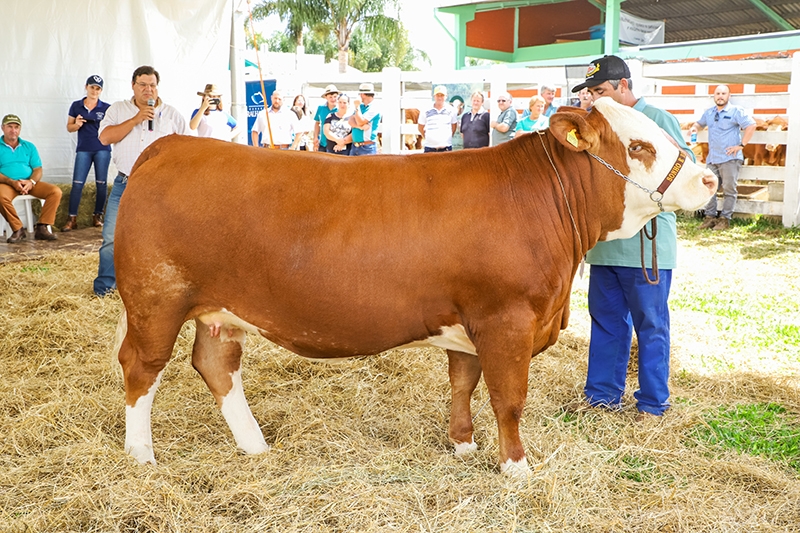 Show Tecnológico - Exposição de bovinos, ovinos e suínos demonstram diversificação de atividades no campo